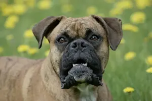 Growling Prints: Picture No. 10859747