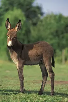 Donkeys Prints: Picture No. 10859763