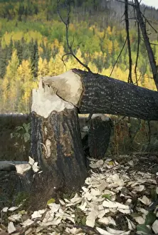 Poplar Prints: Picture No. 10859768