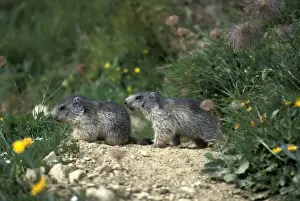 Marmots Prints: Picture No. 10860005