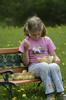 Gosling Prints: Picture No. 10860029