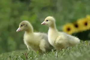 Gosling Prints: Picture No. 10860034