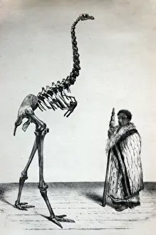 Zealand Prints: Picture No. 10860973
