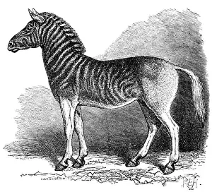 Subspecies Prints: Picture No. 10860986