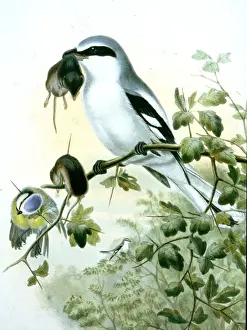 Shrikes Prints: Picture No. 10861012