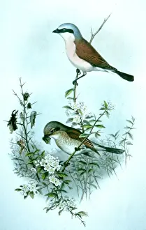 Lanius Prints: Picture No. 10861017