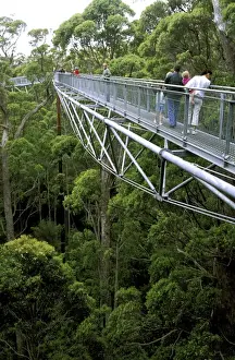 Treetop Prints: Picture No. 10861529