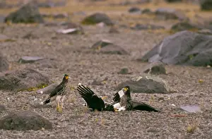 Caracara Prints: Picture No. 10861657