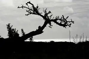 Rapa Prints: Picture No. 10861917