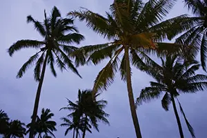 Palms Prints: Picture No. 10861951