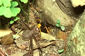 Wasp Prints: Picture No. 10862244