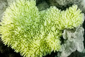 Branching Prints: Picture No. 10862494
