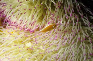 Anemonefishes Prints: Picture No. 10862508
