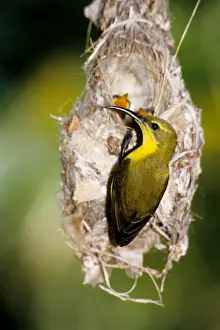 Townsville Prints: Picture No. 10862570