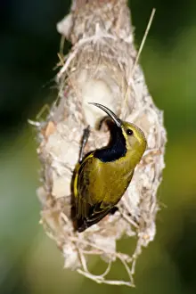 Townsville Prints: Picture No. 10862571