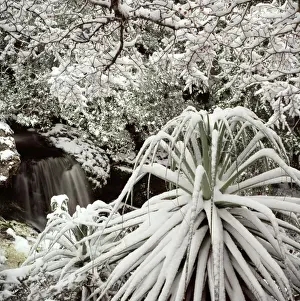 Clair Prints: Picture No. 10862965