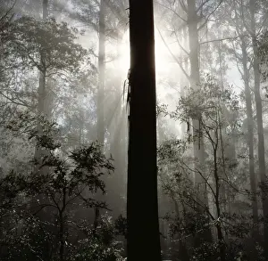 Eucalyptus Prints: Picture No. 10862976