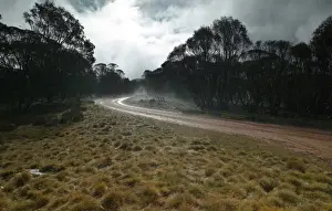 Bogong Prints: Picture No. 10863090