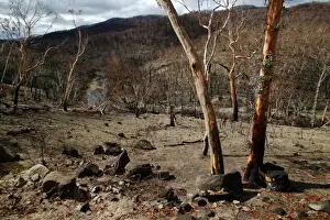 Bushfire Prints: Picture No. 10863114