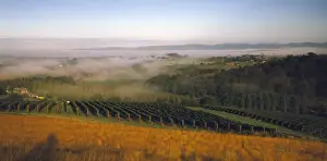 Winery Prints: Picture No. 10863194