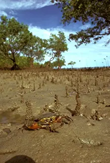 Mangrove Prints: Picture No. 10863314