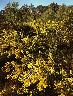 Shrub Prints: Picture No. 10863320