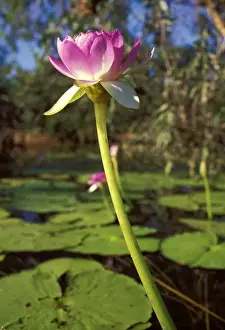 Picture No. 10863327