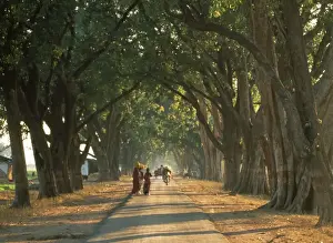 Avenue Prints: Picture No. 10863511