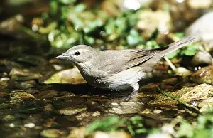Warblers Prints: Picture No. 10863669