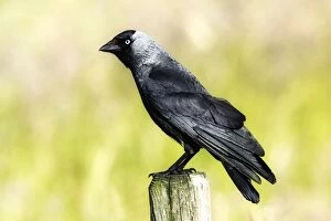 Corvid Collection: Picture No. 10863693