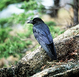 Corvid Collection: Picture No. 10863701