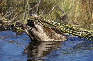 Beavers Prints: Picture No. 10863949