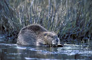 Beavers Prints: Picture No. 10863950