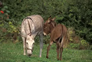 Donkeys Prints: Picture No. 10863952