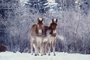 Donkeys Prints: Picture No. 10863961