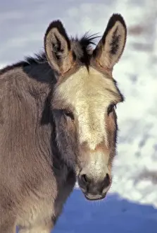 Donkeys Prints: Picture No. 10863963