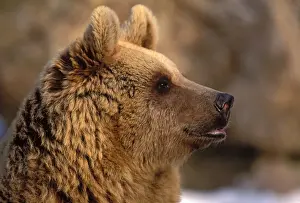 Ursus Prints: Picture No. 10863981