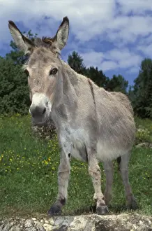 Donkeys Prints: Picture No. 10863992