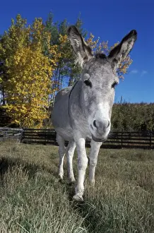 Donkeys Prints: Picture No. 10863993