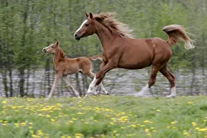 Galloping Prints: Picture No. 10864008