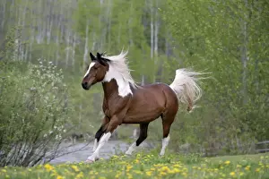 Galloping Prints: Picture No. 10864013