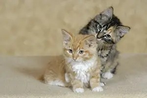 Calico Prints: Picture No. 10864021