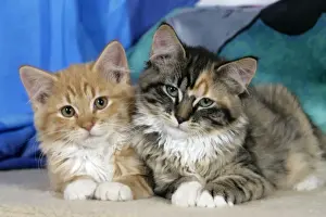 Calico Prints: Picture No. 10864025