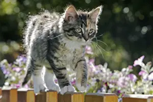 Calico Prints: Picture No. 10864027