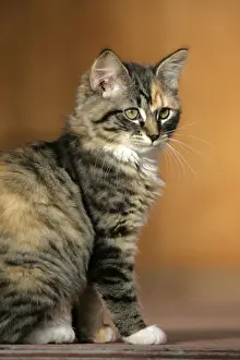 Calico Prints: Picture No. 10864029