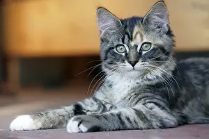 Calico Prints: Picture No. 10864032
