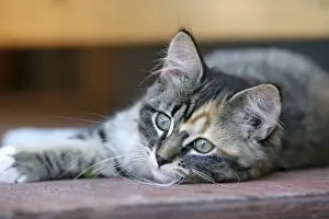 Calico Prints: Picture No. 10864033