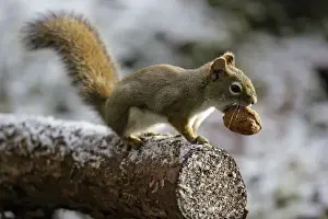 Nuts Prints: Picture No. 10864035