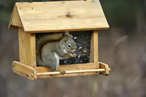 Feeders Prints: Picture No. 10864037
