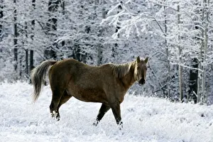 Appaloosa Prints: Picture No. 10864045